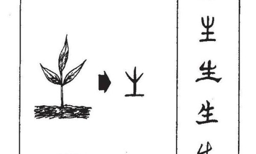 中药山楂图片大全集-中药山楂图片大全网中药山楂的药性和功能知识网站,分享中药山楂图片大全及功效大全