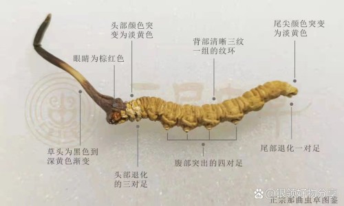 中药山楂图片大全及功效-中药山楂图片大全网中药山楂的药性和功能知识网站,分享中药山楂图片大全及功效大全